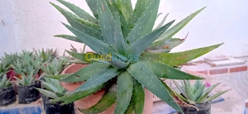 Aloe vera + le lierre du diable