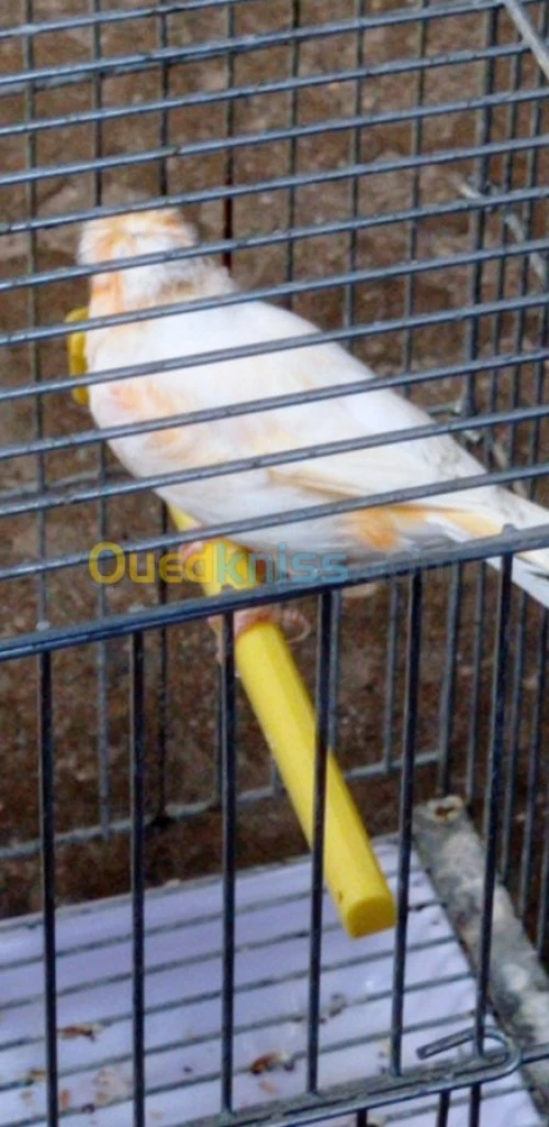 canari mosaique