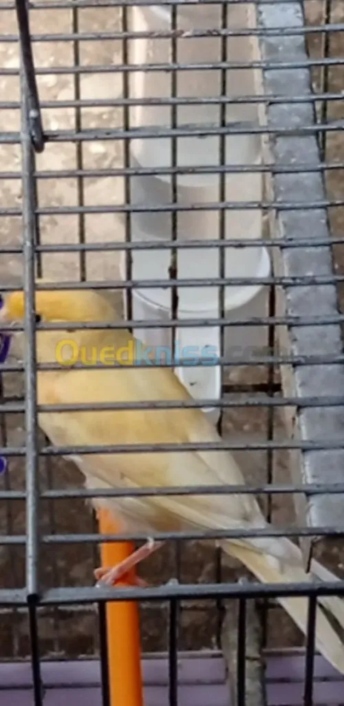 canari mosaique