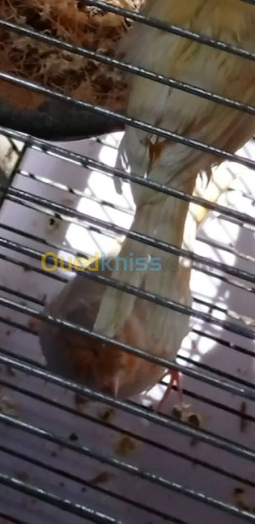 canari mosaique