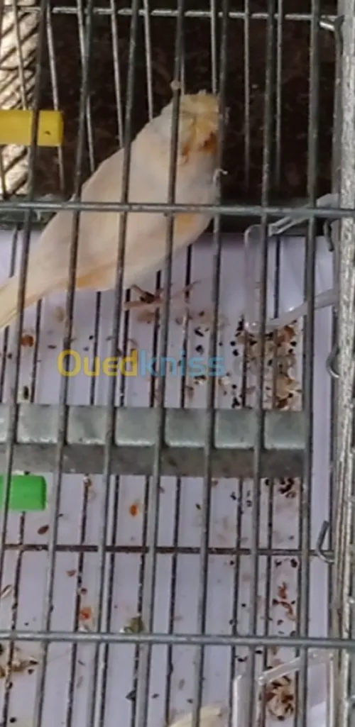 canari mosaique