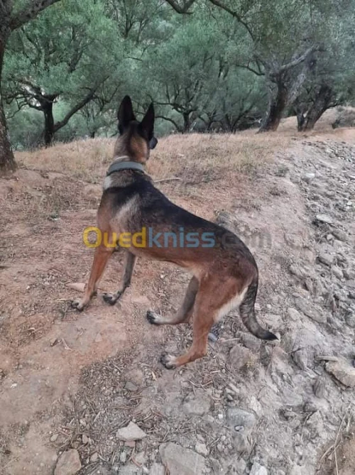 Femelle Berger Belge Malinois 