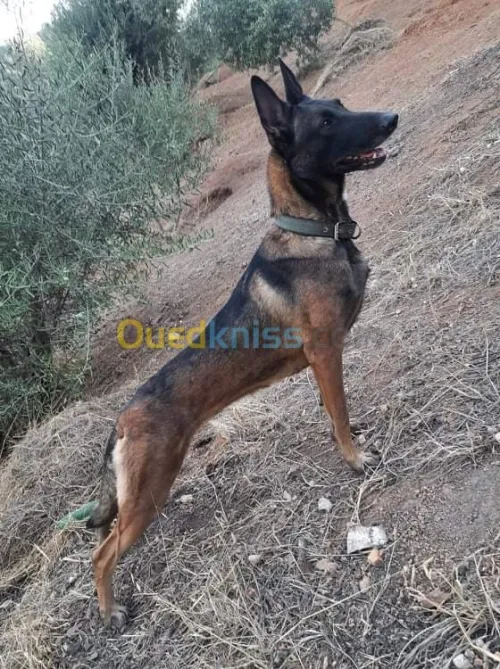 Femelle Berger Belge Malinois 