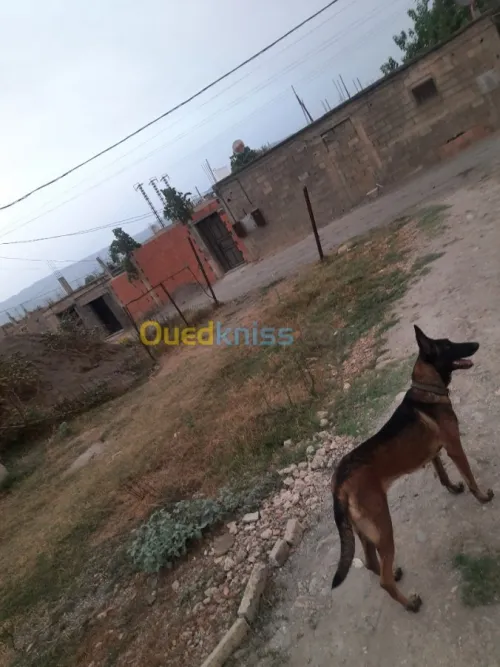 Femelle Berger Belge Malinois 