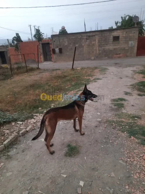 Femelle Berger Belge Malinois 