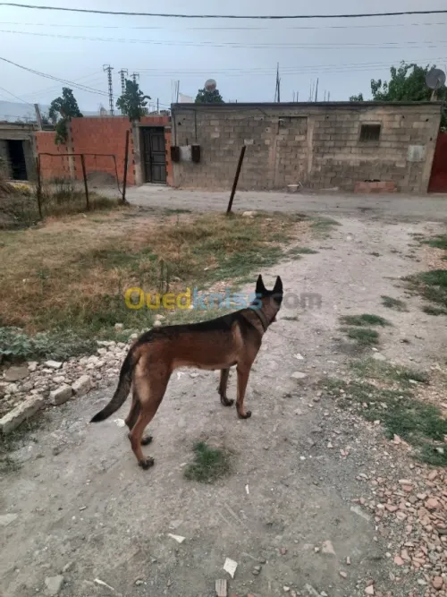 Femelle Berger Belge Malinois 