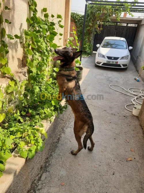 Femelle Berger Belge Malinois 