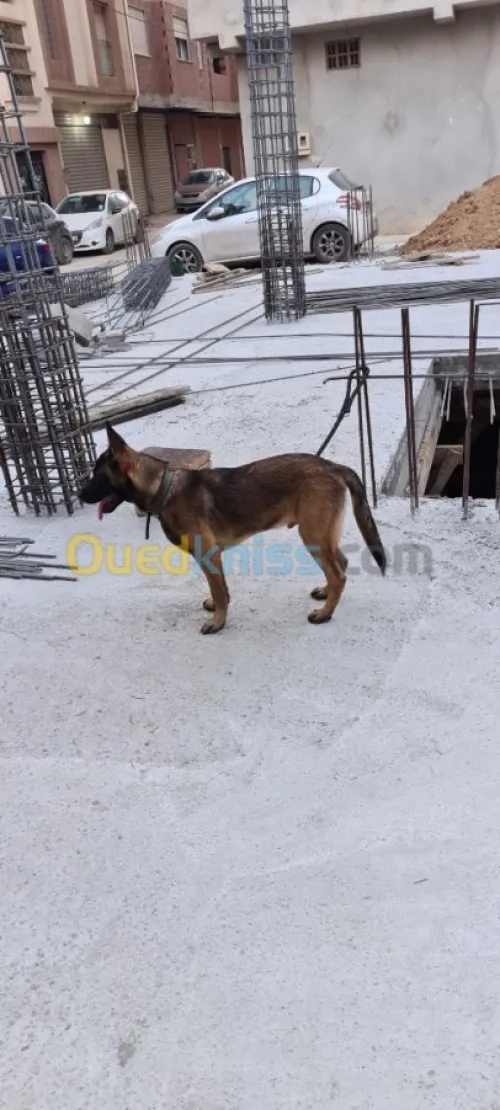 Malinois Charboné  