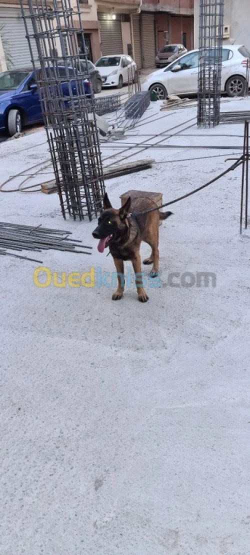 Malinois Charboné  