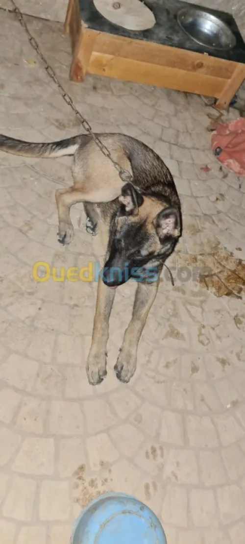 Malinois Charboné  