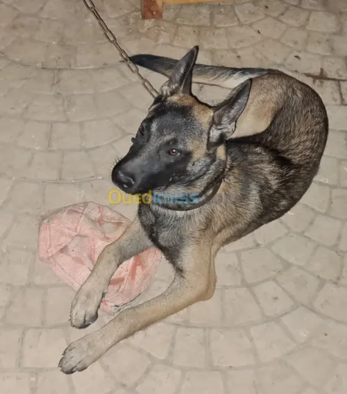 Malinois Charboné  