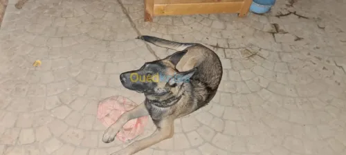 Malinois Charboné  