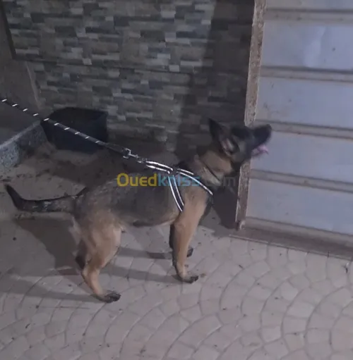 Malinois Charboné  