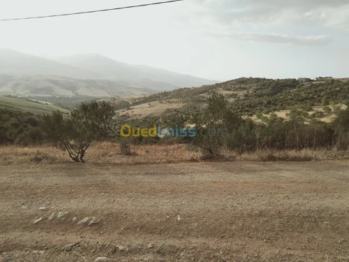 Vente Terrain Tizi ouzou Illoula oumalou