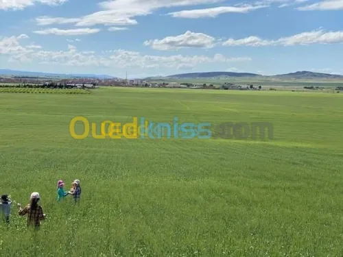 Vente Terrain Agricole Batna Ain djasser