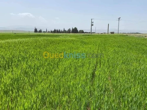 Vente Terrain Agricole Batna Ain djasser
