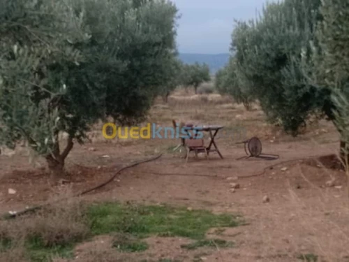 Vente Terrain Agricole Batna Ain djasser