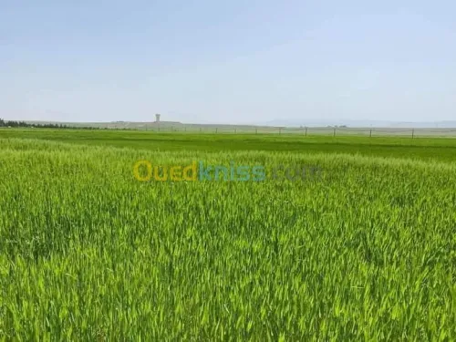 Vente Terrain Agricole Batna Ain djasser