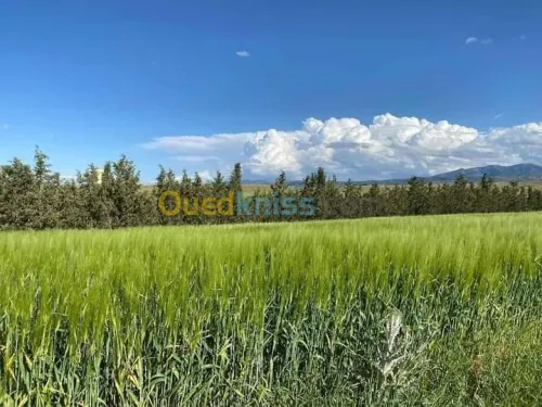 Vente Terrain Agricole Batna Ain djasser