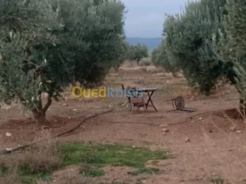 Vente Terrain Agricole Batna Ain djasser