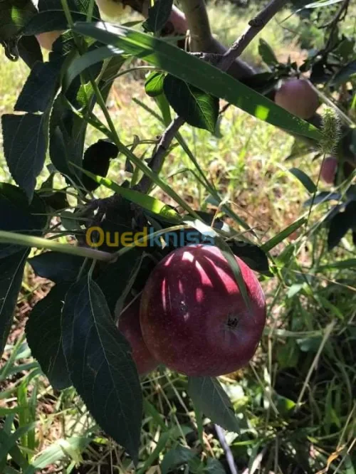 Vente Terrain Agricole Batna Ain djasser