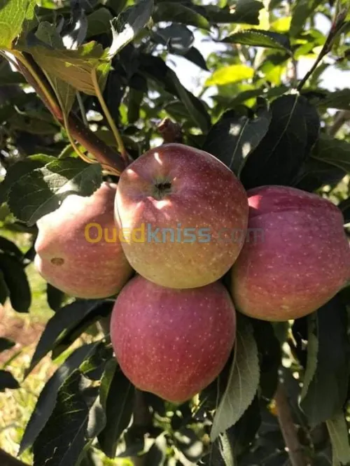 Vente Terrain Agricole Batna Ain djasser