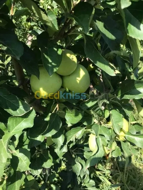 Vente Terrain Agricole Batna Ain djasser