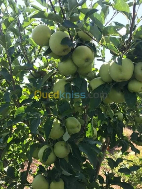 Vente Terrain Agricole Batna Ain djasser