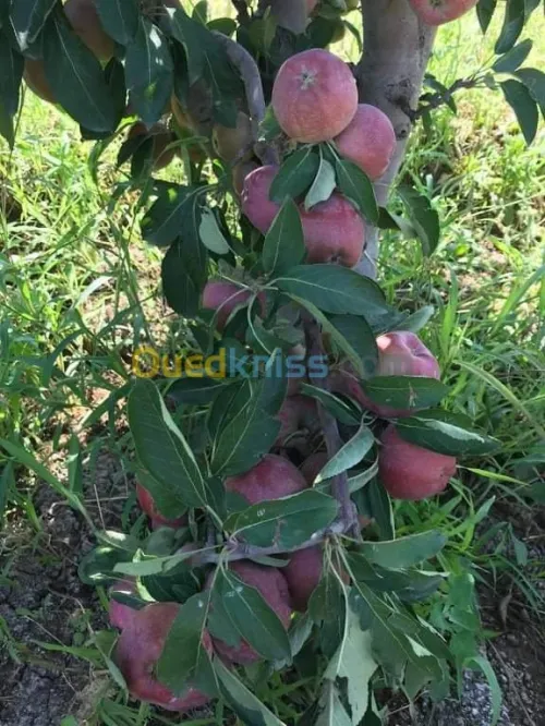 Vente Terrain Agricole Batna Ain djasser