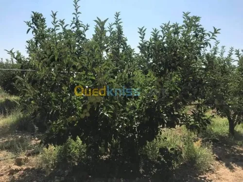 Vente Terrain Agricole Batna Ain djasser