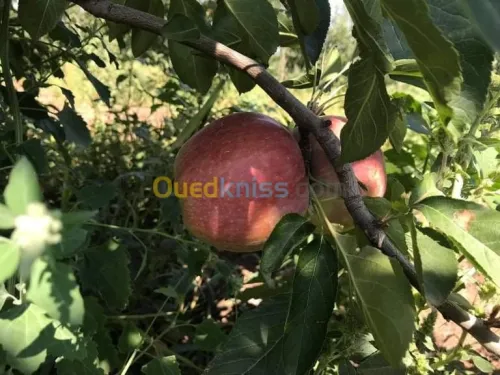 Vente Terrain Agricole Batna Ain djasser