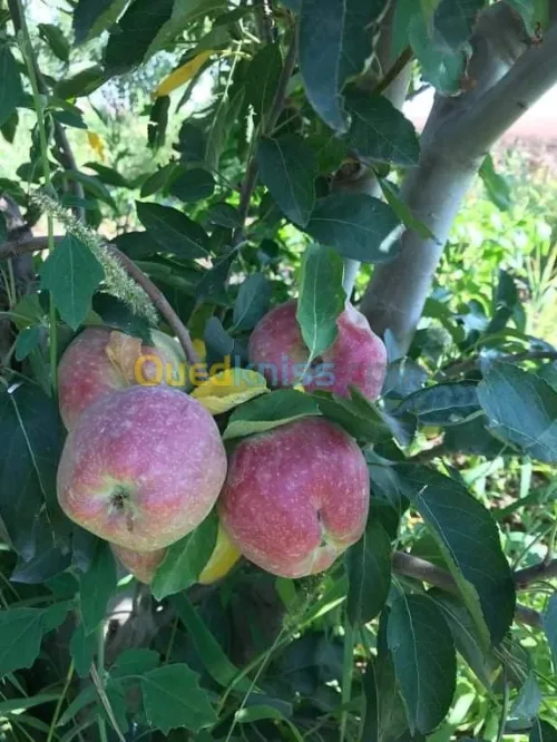Vente Terrain Agricole Batna Ain djasser