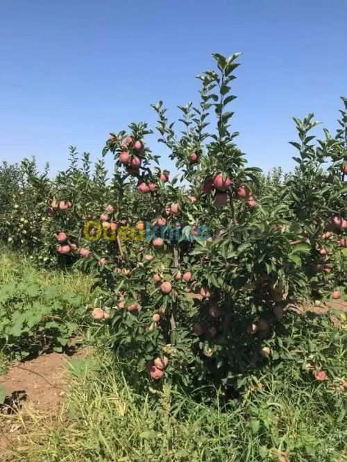 Vente Terrain Agricole Batna Ain djasser