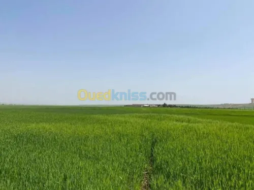 Vente Terrain Agricole Batna Ain djasser