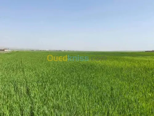 Vente Terrain Agricole Batna Ain djasser