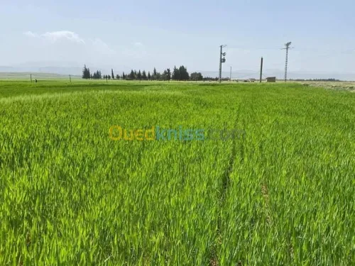 Vente Terrain Agricole Batna Ain djasser