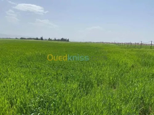 Vente Terrain Agricole Batna Ain djasser