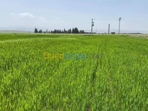 Vente Terrain Agricole Batna Ain djasser