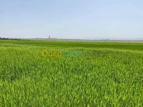 Vente Terrain Agricole Batna Ain djasser