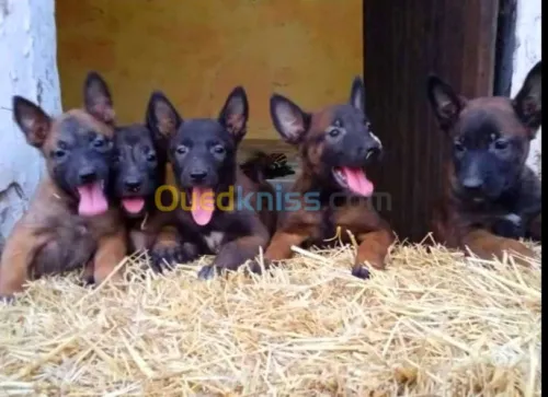 Chiots malinois