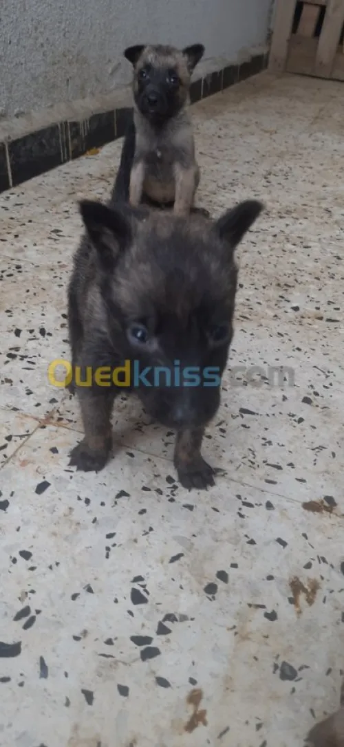Malinois 