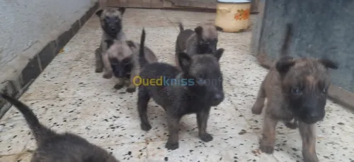 Malinois 