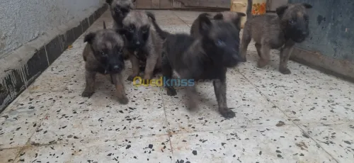 Malinois 