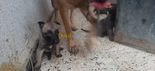 Malinois 
