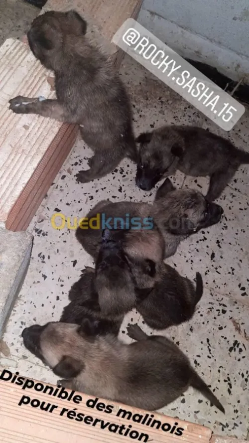 Malinois 