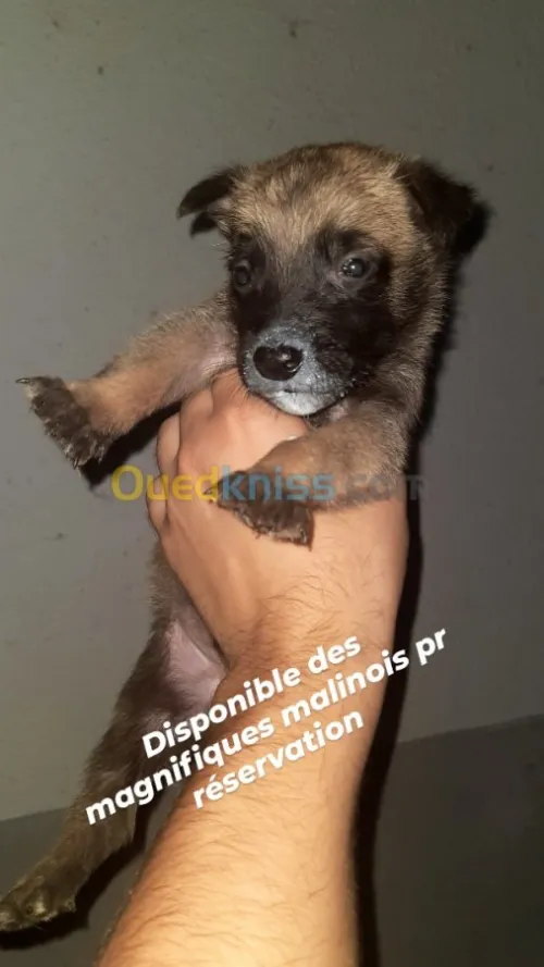 Malinois 