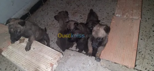 Malinois 