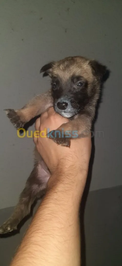 Malinois 
