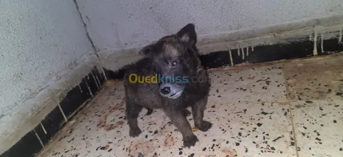 Malinois 