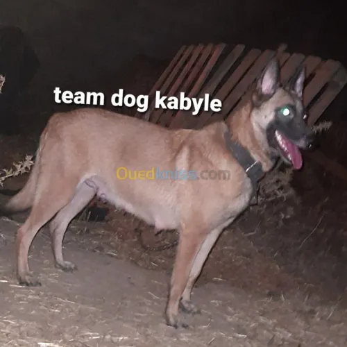 Malinois 